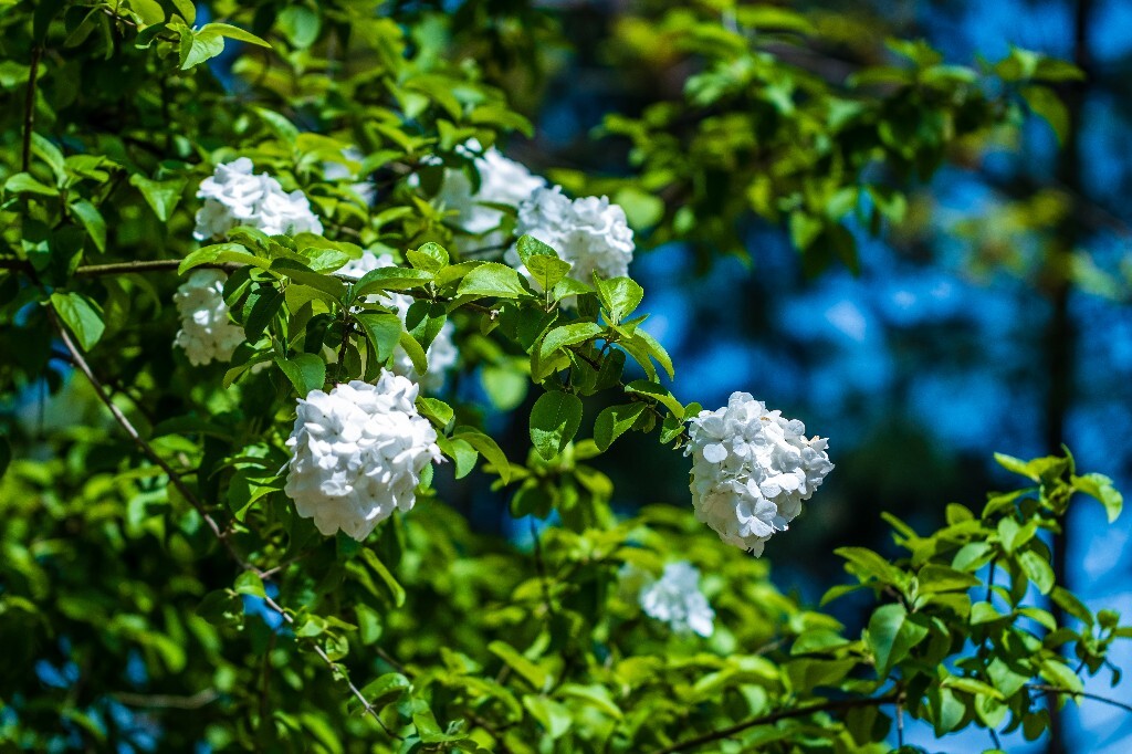 八仙花 粉团花 草绣球 紫绣球 紫阳花 绣球 木绣球 摄影 风光 植物花朵 旅行