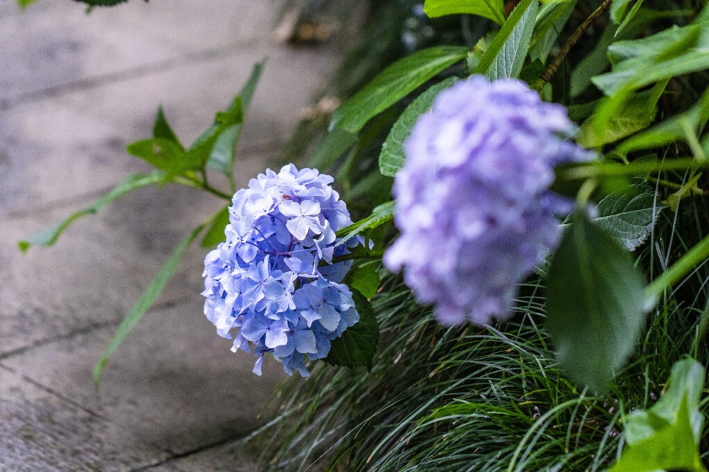 八仙花 粉团花 草绣球 紫绣球 紫阳花 绣球 摄影 植物 花朵 花儿