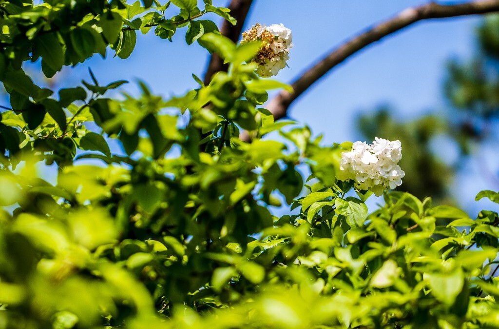 八仙花 粉团花 草绣球 紫绣球 紫阳花 绣球 木绣球 摄影 风光 植物花朵 旅行
