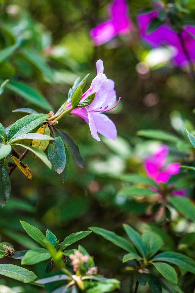 杜鹃 杜鹃花 山踯躅 山石榴 映山红 照山红 唐杜鹃 花朵 花草 植物 摄影