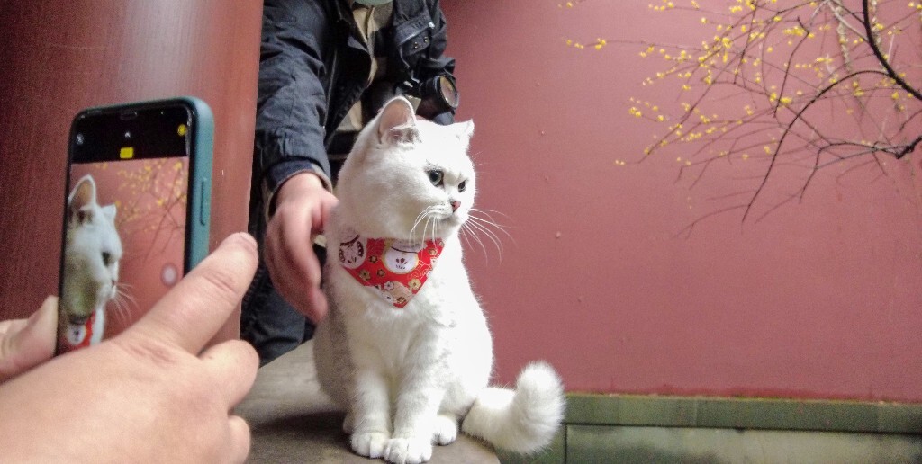 猫猫 宠物猫 摄影 喵星人  