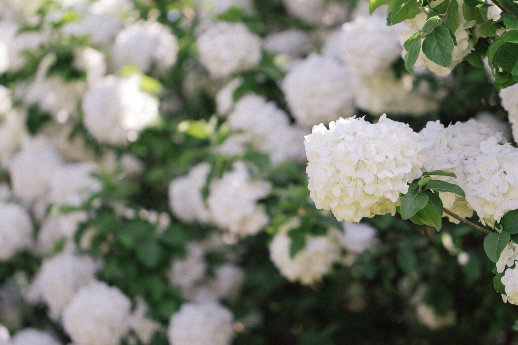 八仙花 粉团花 草绣球 紫绣球 紫阳花 绣球 木绣球 植物 风光 花草 摄影
