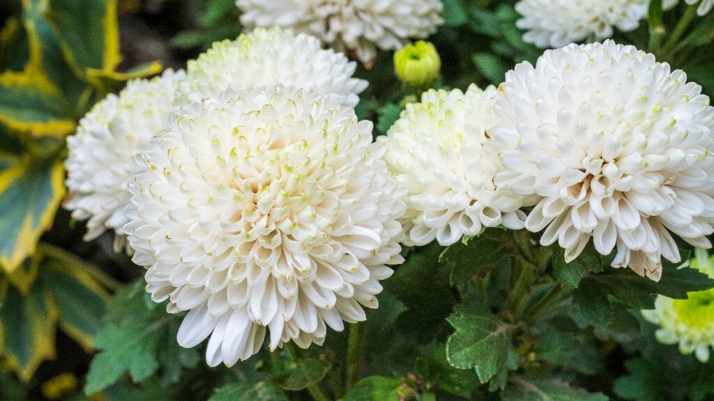 菊花 寿客 金英 黄华 秋菊 陶菊 日精 女华 延年 隐逸花 家菊 花儿 盛开的菊花