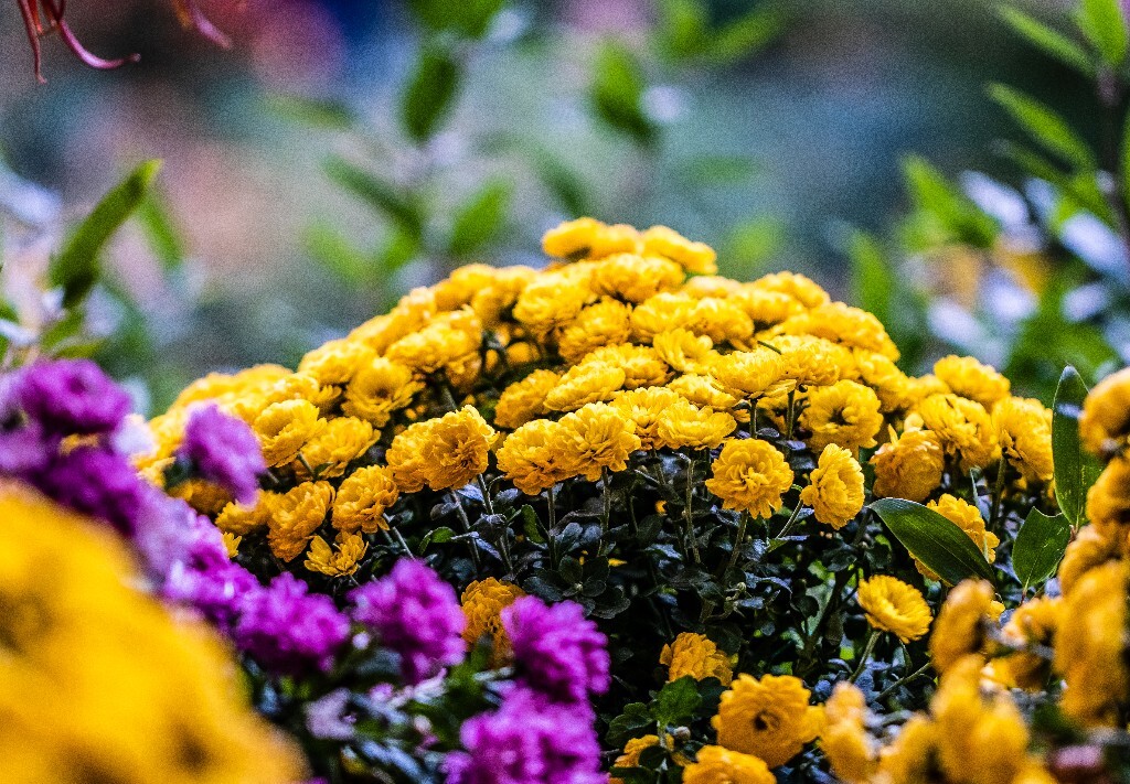 菊花 寿客 金英 黄华 秋菊 陶菊 日精 女华 延年 隐逸花 家菊 花儿 盛开的菊花