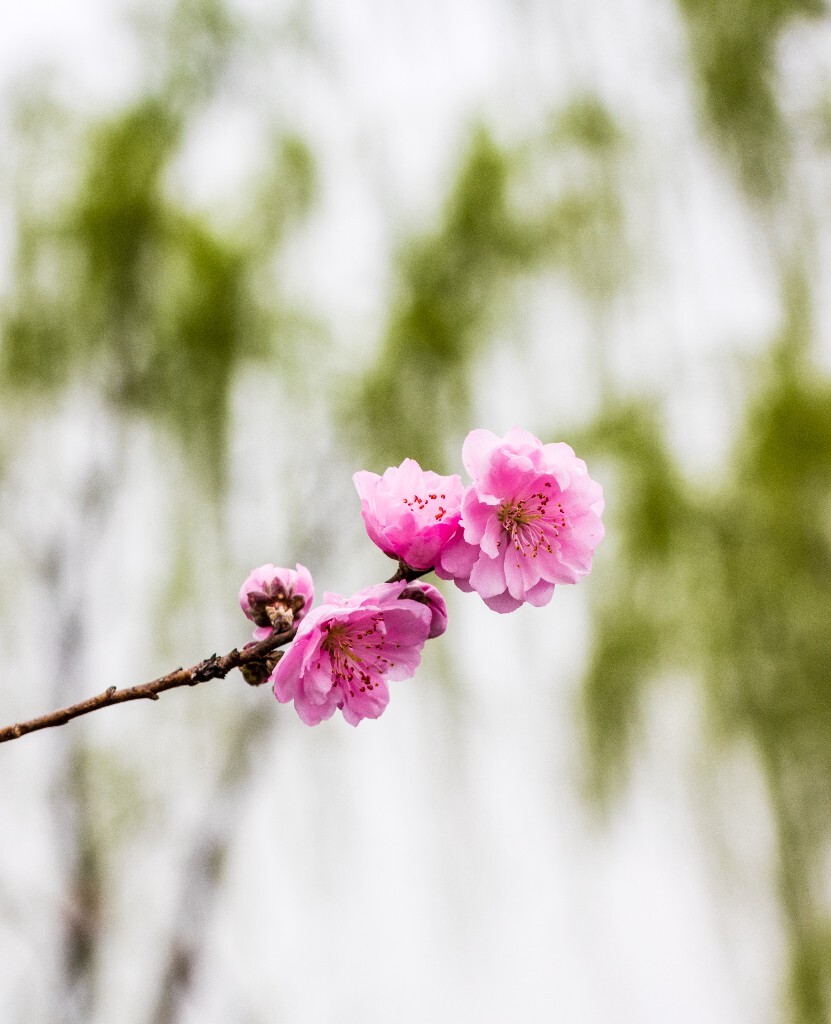西湖桃花 桃花 自然 微距 风光 色彩 西湖之春 春天 桃红柳绿 西湖三月天