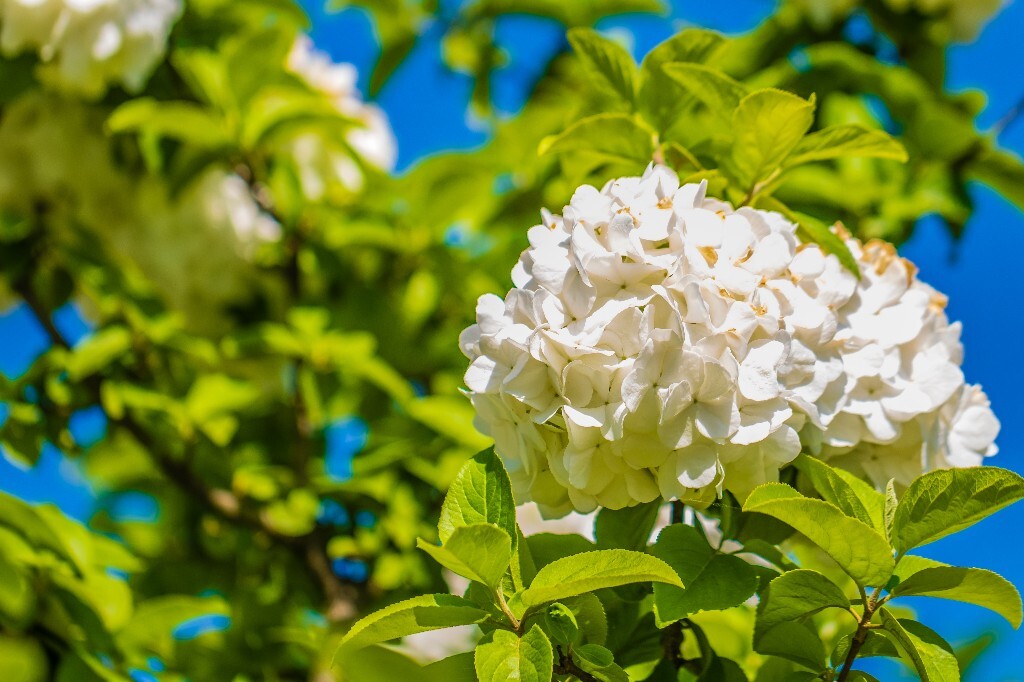 八仙花 粉团花 草绣球 紫绣球 紫阳花 绣球 木绣球 植物 摄影 风光 花朵 花儿 绣球花