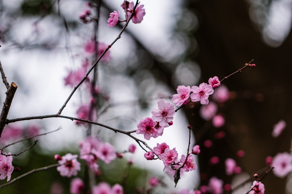 桃花 植物 花朵 花儿 风光 微距 摄影 自然风光