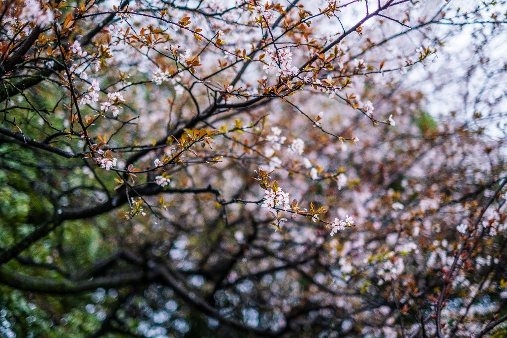 樱花 图片 摄影 花朵 花卉 风光 旅行