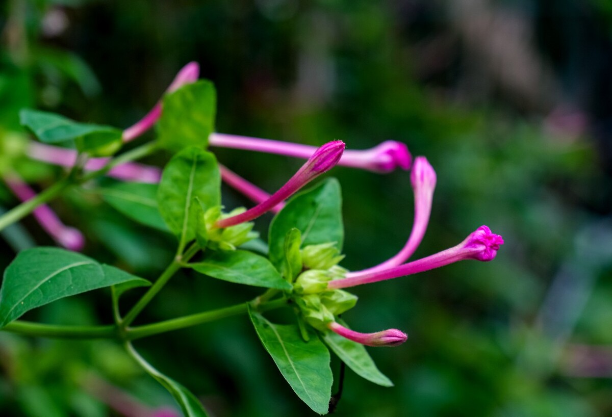 粉豆花 夜饭花 状元花 丁香叶 紫茉莉