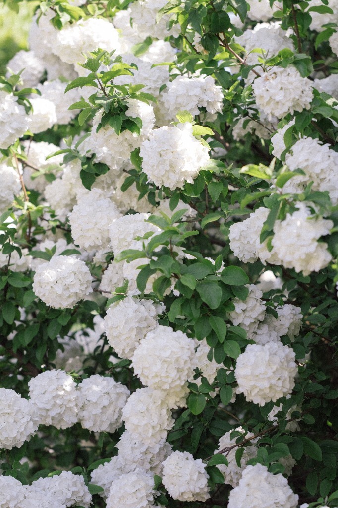 八仙花 粉团花 草绣球 紫绣球 紫阳花 绣球 木绣球 植物 风光 花草 摄影