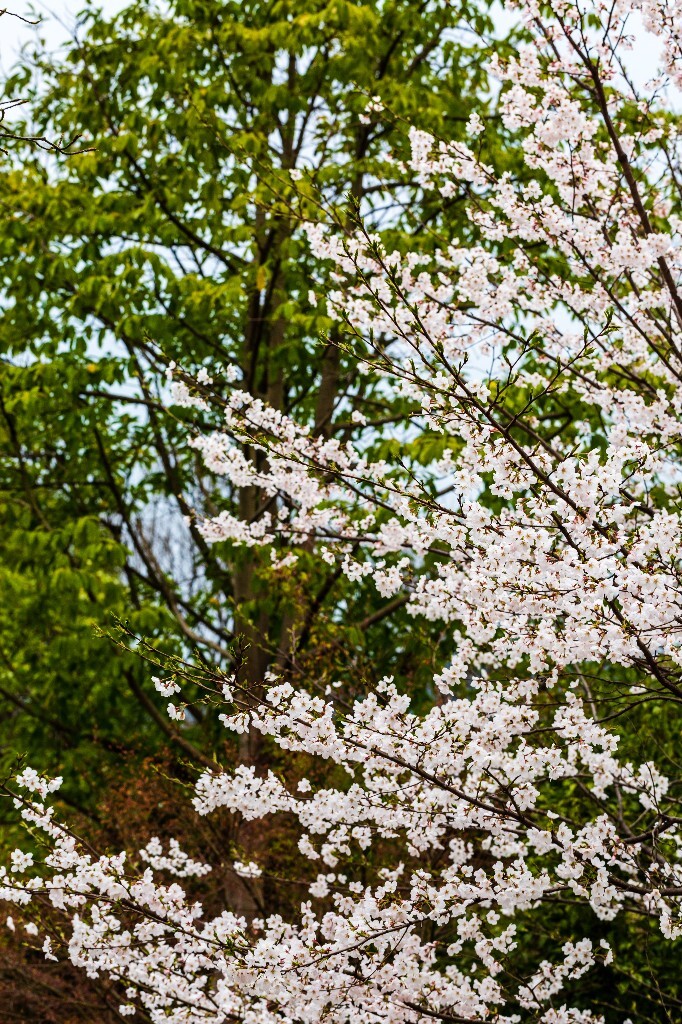 樱花 东京樱花 日本樱花 花朵 盛开的樱花 白色的樱花 花儿 花