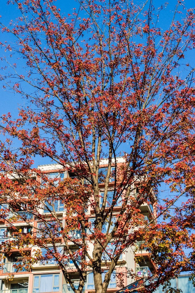 建筑 风光 摄影 自然 秋天 阳光 杨柳郡 东西公园