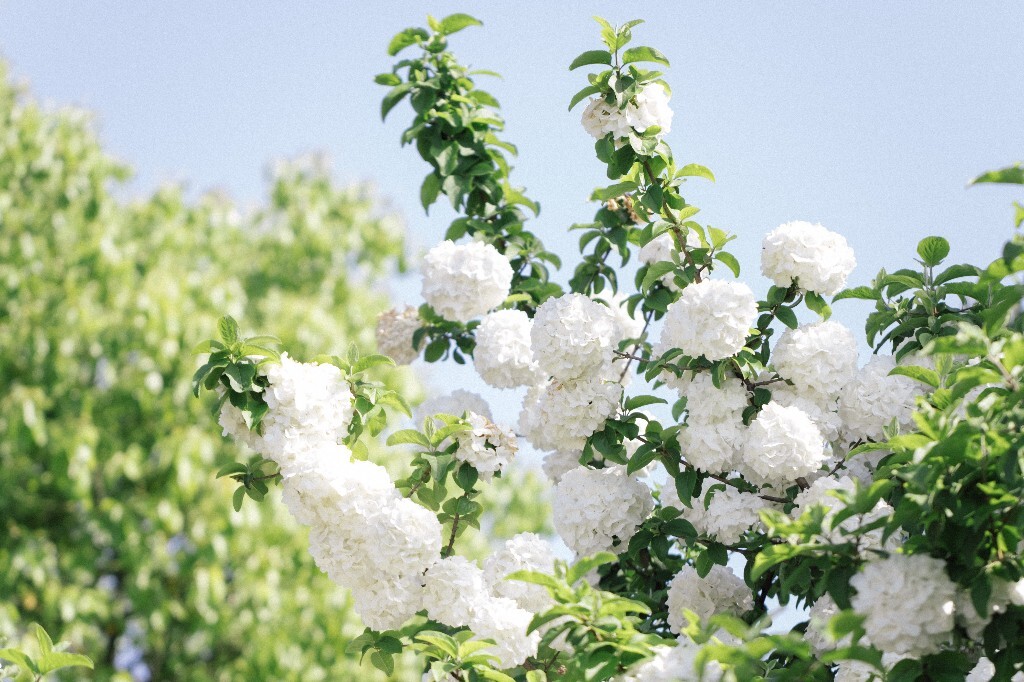 八仙花 粉团花 草绣球 紫绣球 紫阳花 绣球 木绣球 植物 风光 花草 摄影
