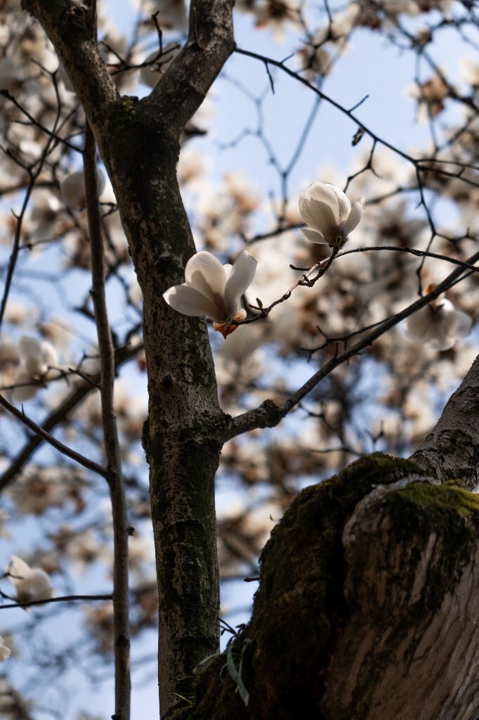 玉兰 玉兰花 植物 微距 摄影 风光 自然 法喜寺 500年玉兰 旅行 白色的玉兰