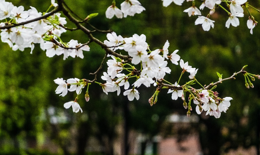 樱花 自然 风光 自然风光 盛开的樱花 花草 花朵 旅行