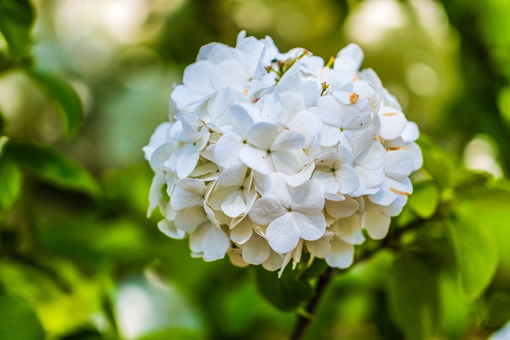 八仙花 粉团花 草绣球 紫绣球 紫阳花 绣球 木绣球 植物 摄影 风光 花朵 花儿
