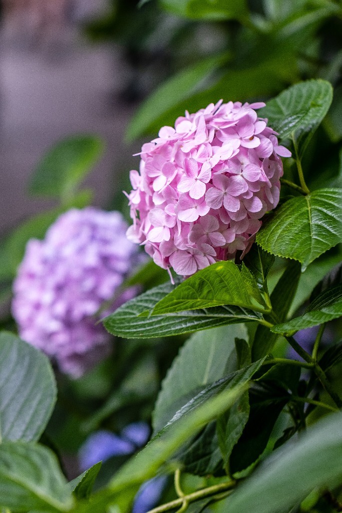 八仙花 粉团花 草绣球 紫绣球 紫阳花  绣球 绣球花 摄影 植物 花朵 花儿