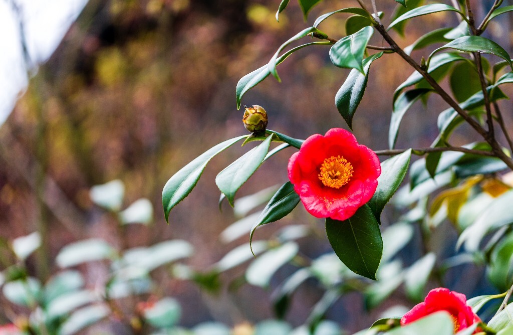 茶花 山茶花 观赏花卉 世界名贵花 花草 花朵