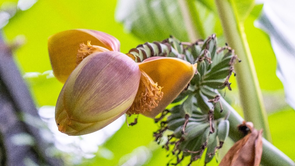 芭蕉 芭苴 板焦 板蕉 大芭蕉头 大头芭蕉 摄影 植物