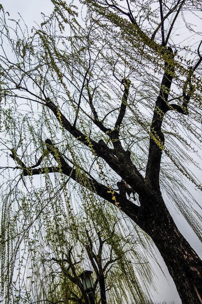 柳树 西湖柳树 风光 摄影 自然 西湖风光 植物 旅行