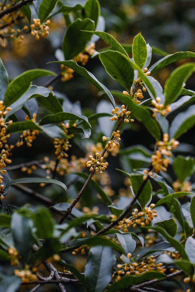 桂花 木樨 岩桂 金桂 银桂 丹桂 月桂 木犀 九里香 植物 花卉 盛开的桂花 桂花开了