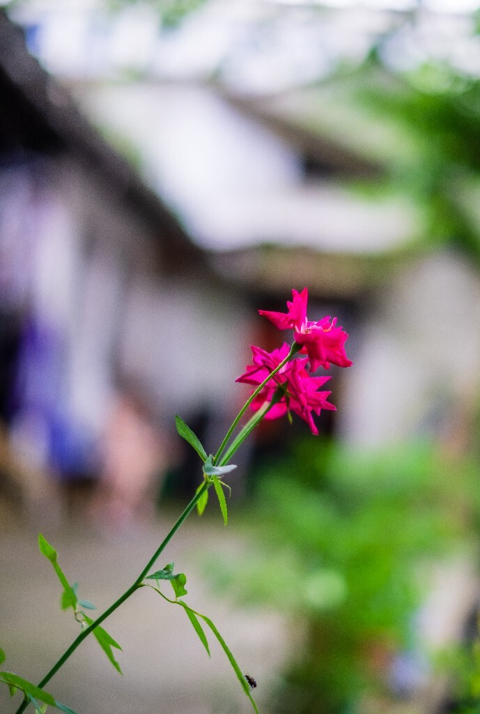 月季花  月月红 月月花 长春花 四季花 胜春  花中皇后  花儿 摄影 自然  花朵 