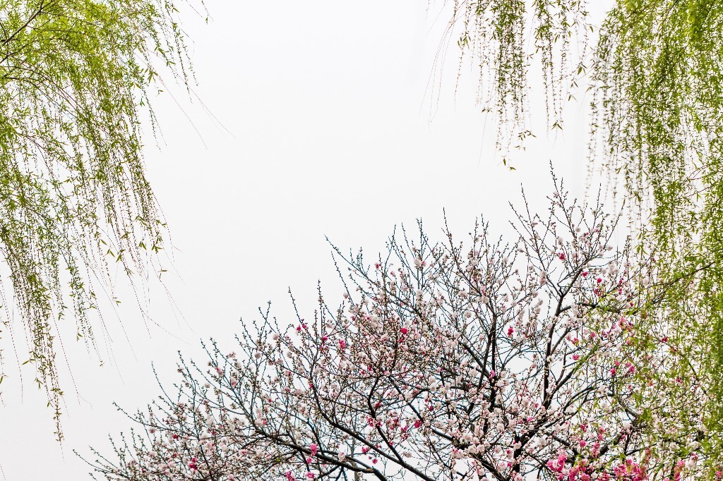 西湖桃花  西湖风光 自然  环境  桃花 西湖之春  自然 风光 花朵 花儿 