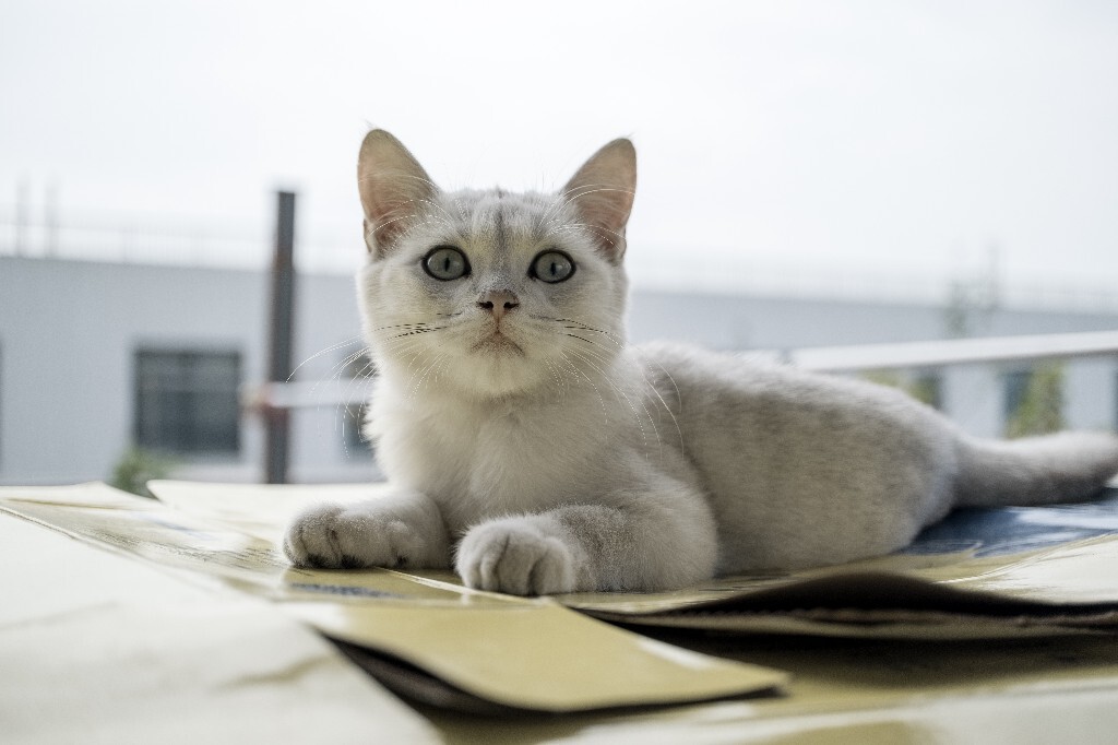 猫猫? 摄影 宠物 自然 环境 宠物摄影 喵星人