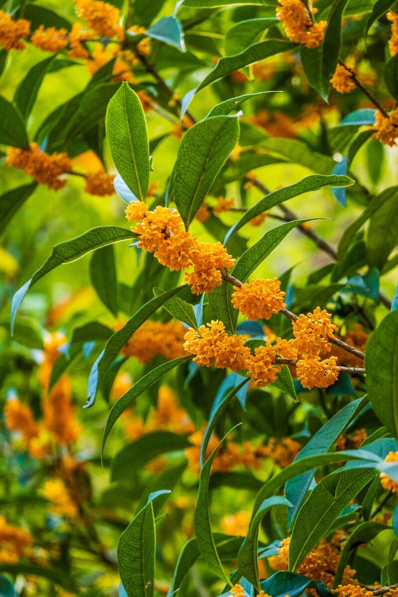 桂花 花朵 植物 摄影 旅行 花儿 金桂 银桂