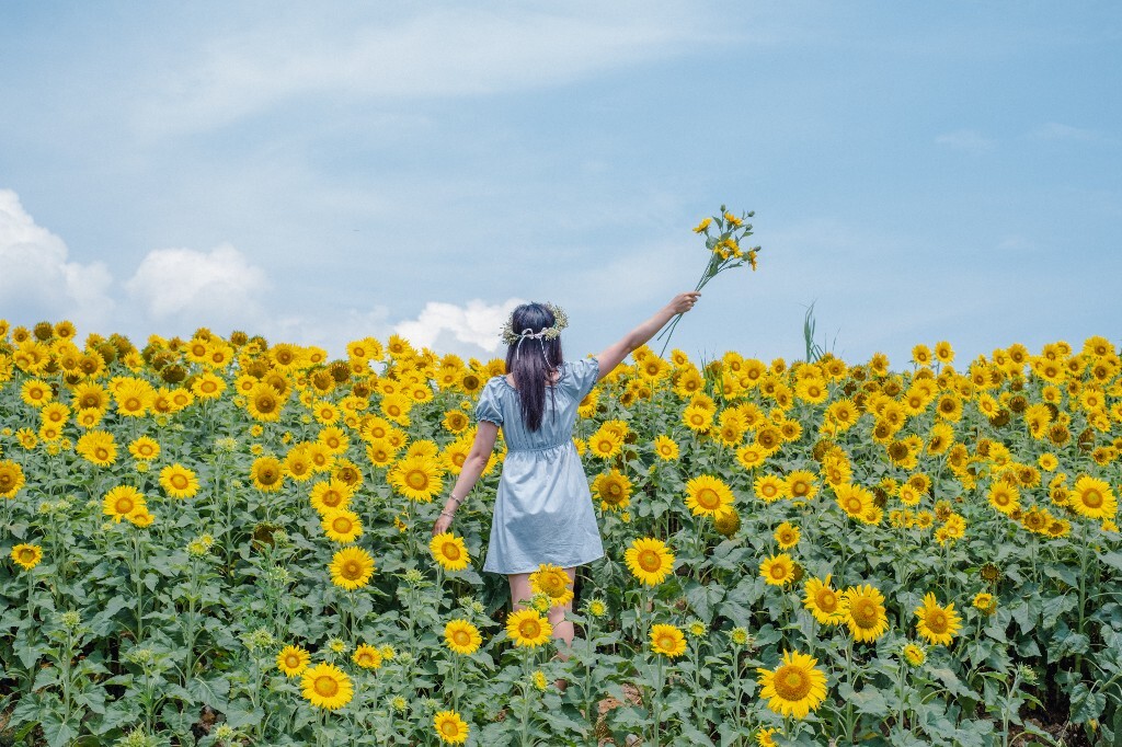 人像 背影 自然 风光 向日葵 花海 太阳花 转日莲