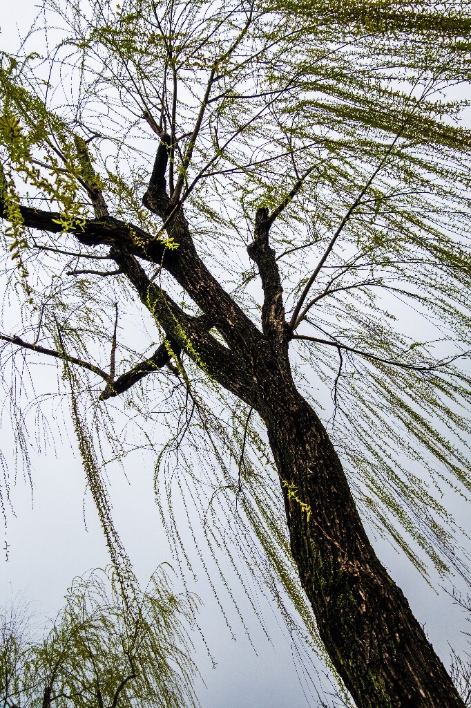 柳树 西湖柳树 风光 摄影 自然 西湖风光 环境 旅行 植物 柳叶