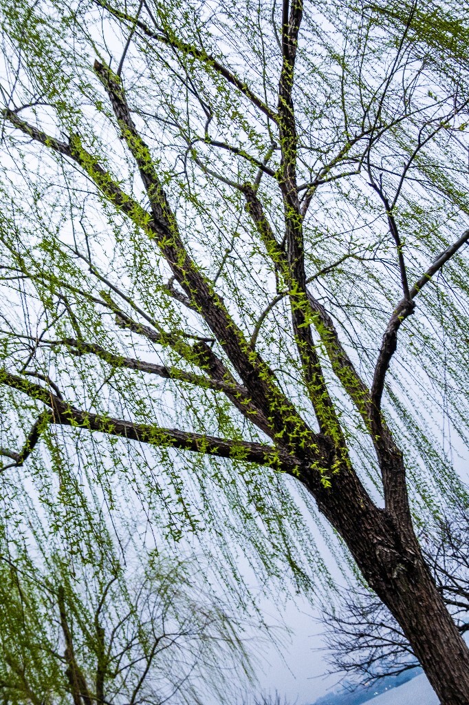 柳树 风光 摄影 自然 旅行 植物 西湖风光 西湖柳树 柳绿 春天 春色