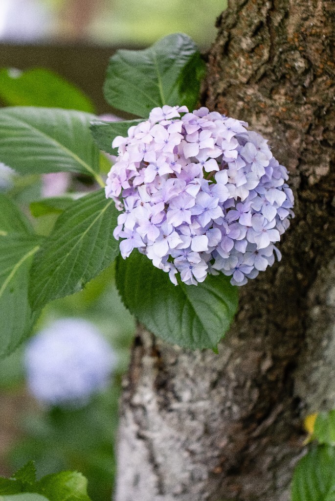 八仙花 粉团花 草绣球 紫绣球 紫阳花  绣球 绣球花 摄影 植物 花朵 花儿