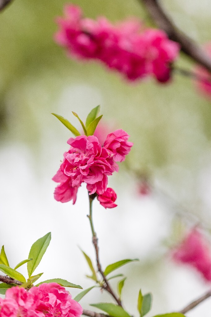 西湖桃花  桃花 自然 微距 风光 色彩 西湖之春    <br />
春天 桃红柳绿 西湖三月天