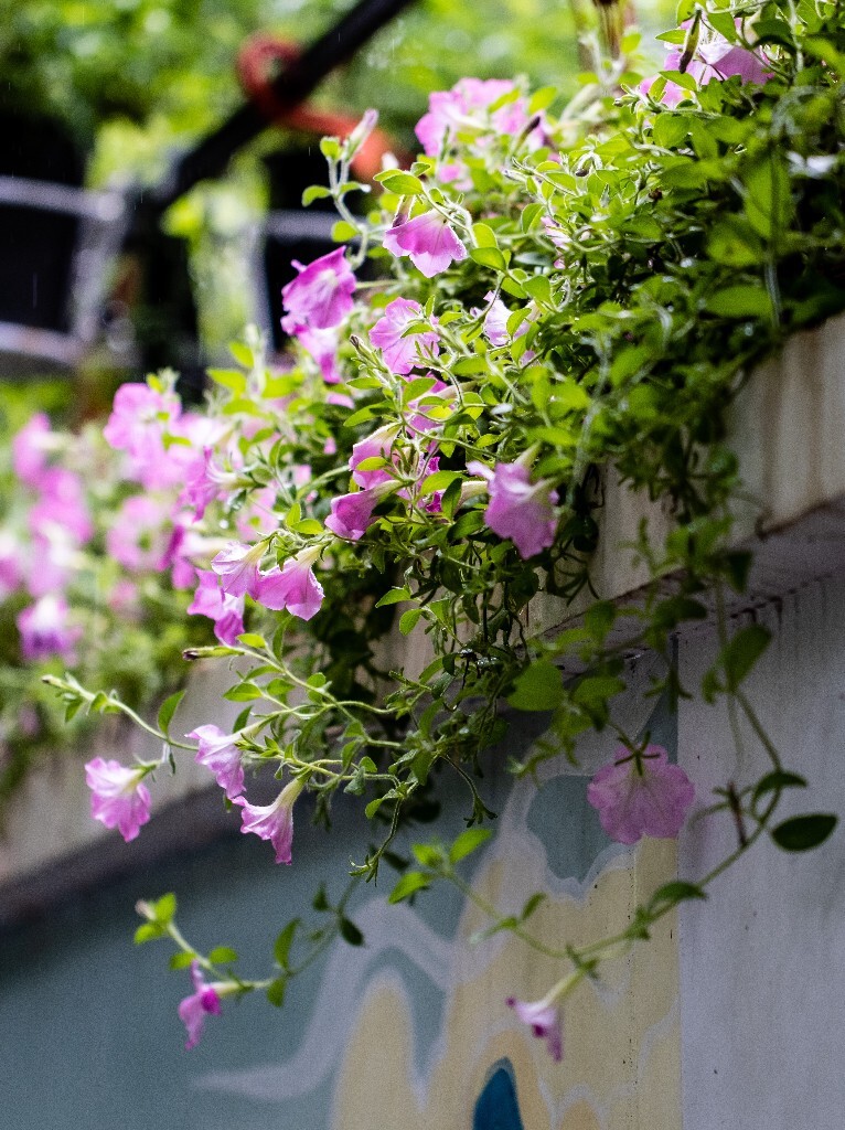 碧冬茄 矮牵牛 灵芝牡丹 撞羽牵牛 植物 花朵 花儿 自然 摄影