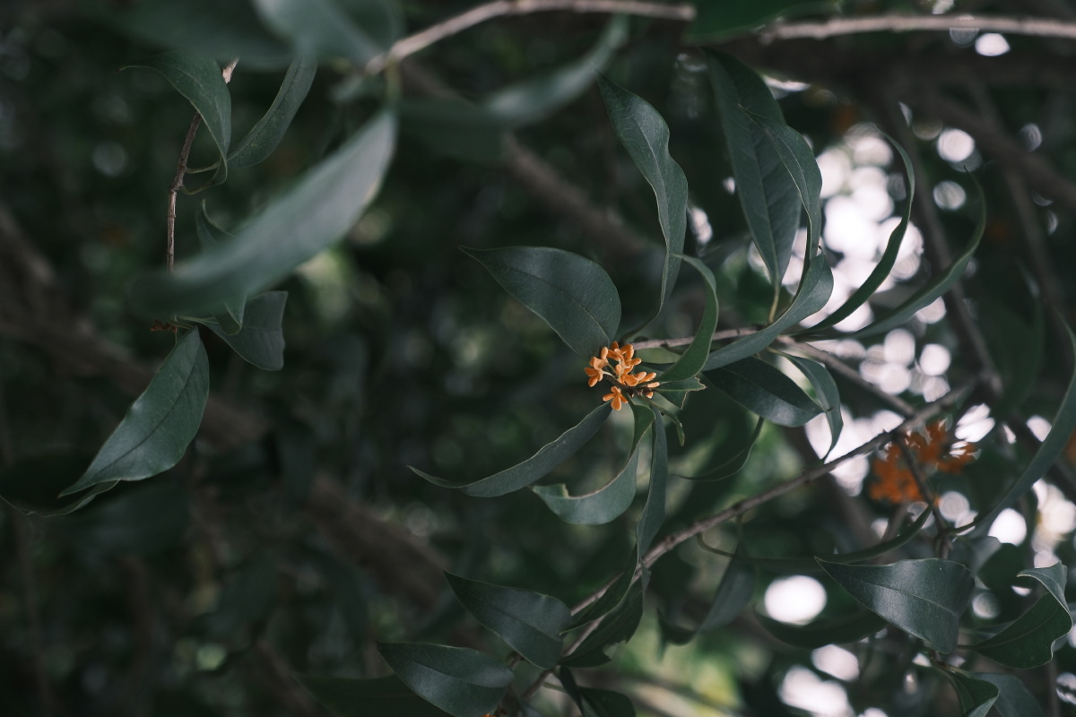 桂花 富士直出 风光 花朵花卉 风光摄影  桂花摄影 满觉陇
