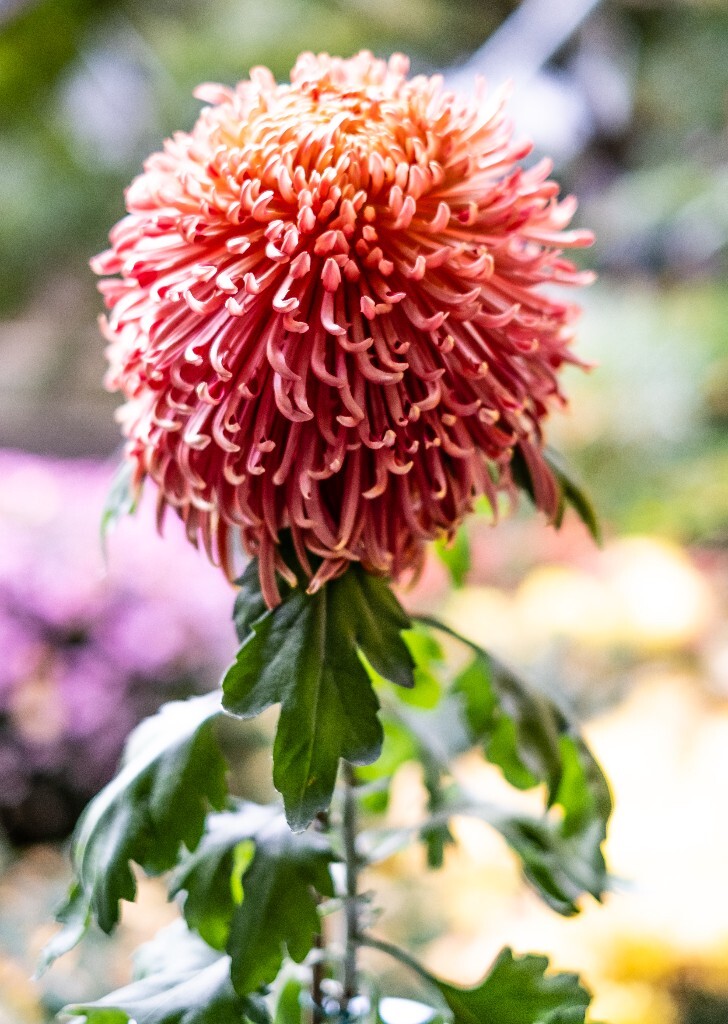 菊花 寿客 金英 黄华 秋菊 陶菊 日精 女华 延年 隐逸花 家菊 花儿 盛开的菊花