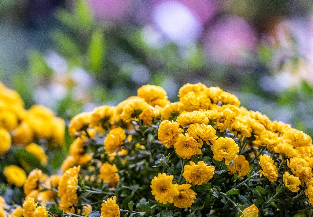 菊花 寿客 金英 黄华 秋菊 陶菊 日精 女华 延年 隐逸花 家菊 花儿 盛开的菊花