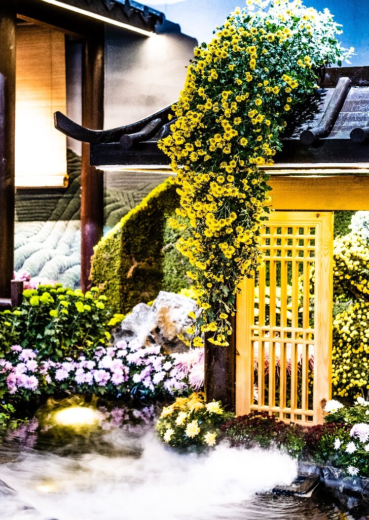 菊花 寿客 金英 黄华 秋菊 陶菊 日精 女华 延年 隐逸花 家菊 花儿 盛开的菊花