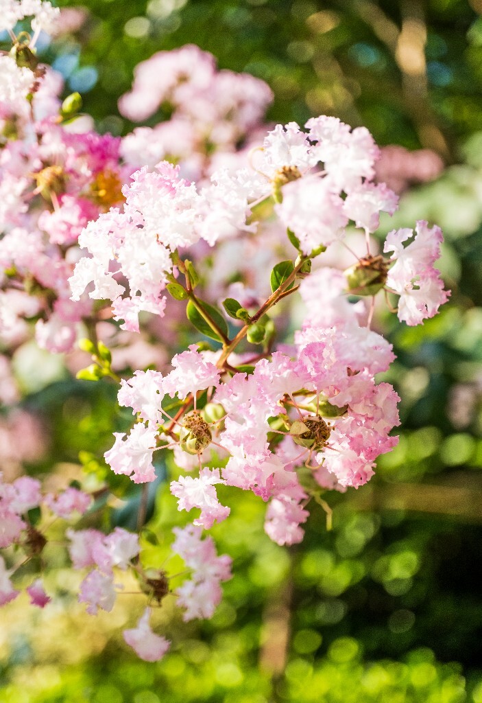 紫薇花 鹭鸶花 五里香 红薇花 百日红 佛相花 满堂红 怕痒花 痒痒花 宝幡花五爪金龙 狗骨头 紫金标 紫兰花 阿米茶 紫荆花 紫金花 蚊子花 植物 花朵 微距 风光 自然 色彩