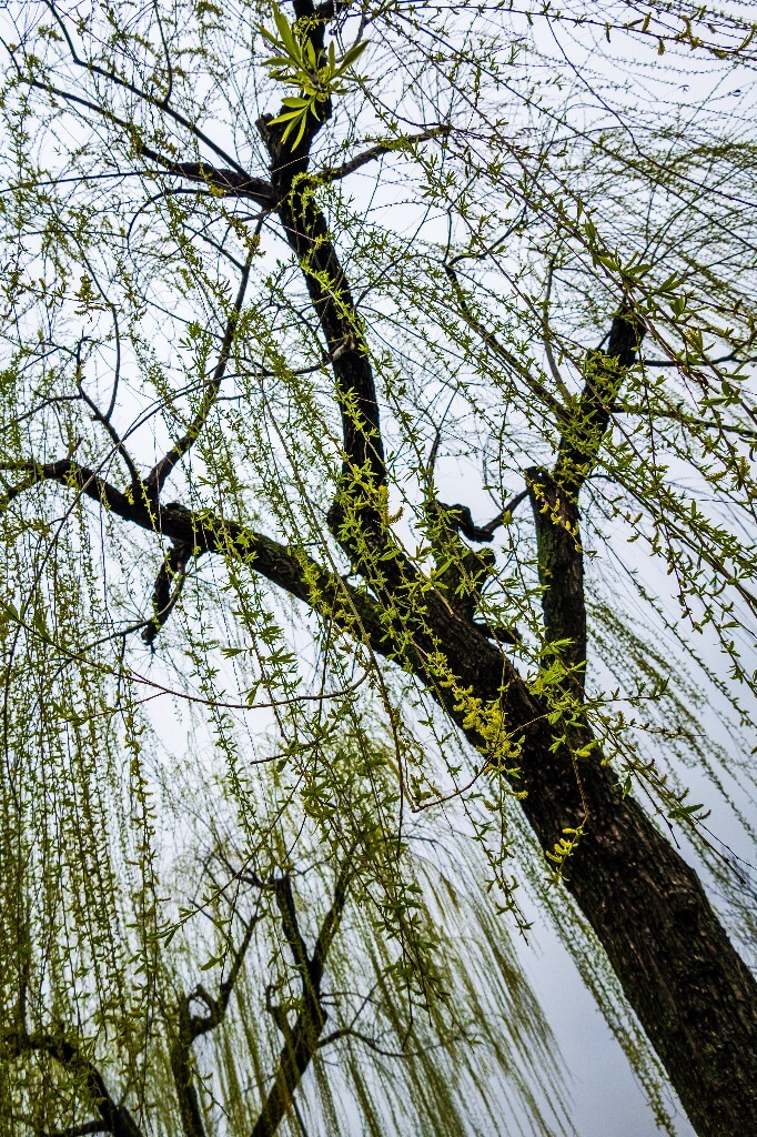 柳树 西湖柳树 风光 摄影 自然 西湖风光 环境 旅行 植物 柳叶