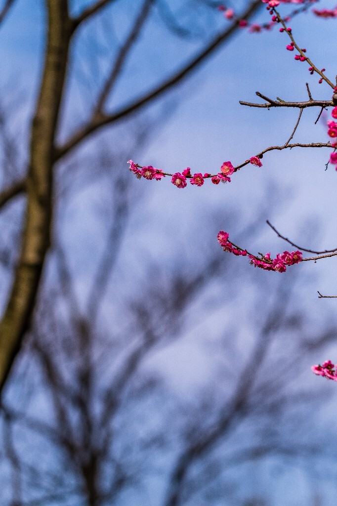梅花 红色的梅花 梅 图片 摄影 风光 花卉 花朵 旅游 花