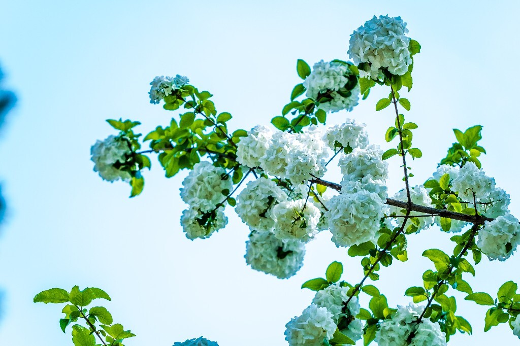 八仙花 粉团花 草绣球 紫绣球 紫阳花 绣球 木绣球 摄影 风光 植物花朵 旅行