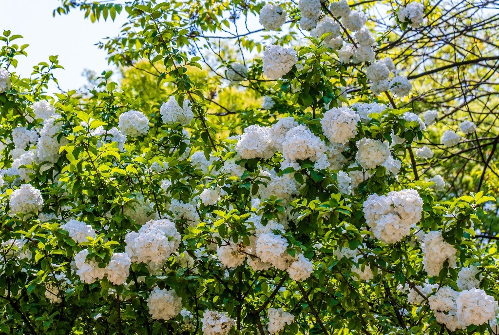 八仙花 粉团花 草绣球 紫绣球 紫阳花 绣球 木绣球 山绣球 摄影 植物 风光 摄影