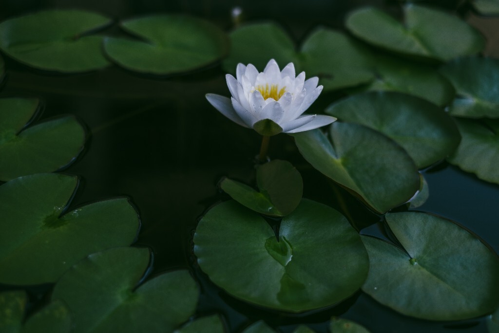 植物 风光 植物 睡莲 莲花 旅行  植物  水生植物
