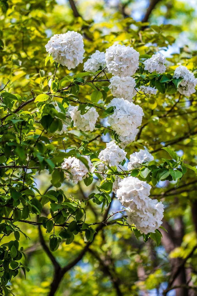 八仙花 粉团花 草绣球 紫绣球 紫阳花 绣球 木绣球 摄影 风光 植物花朵 旅行