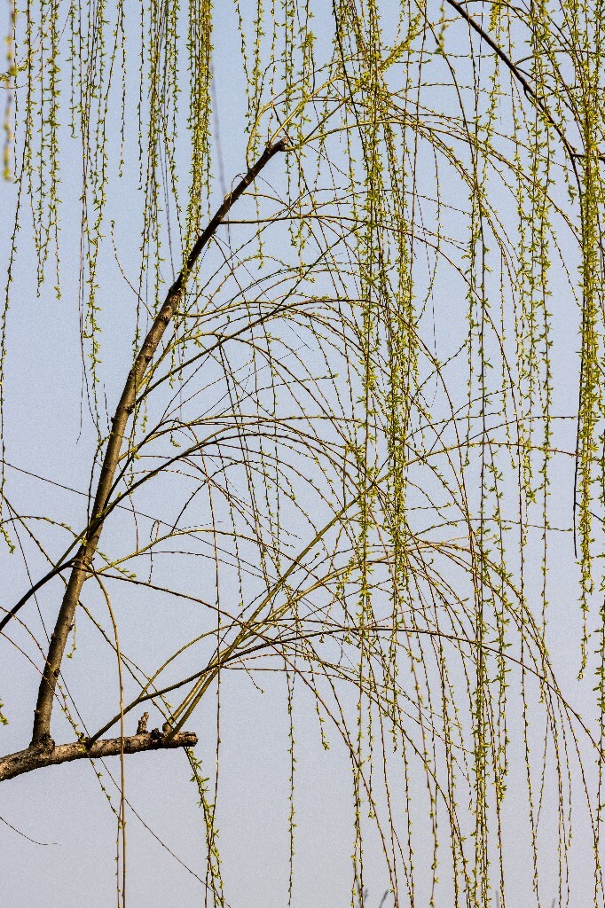 柳树 垂柳 西湖柳树 二月的柳树 西湖柳树 风光 自然 摄影 西湖风光 宝石塔