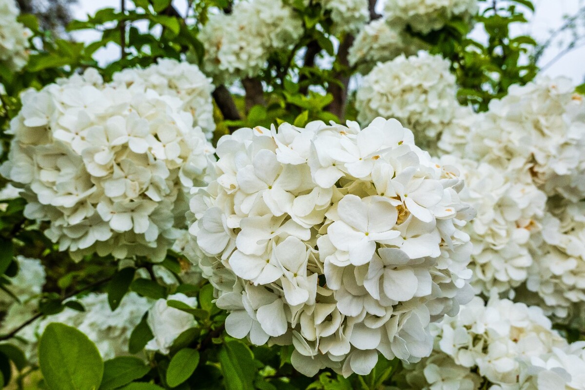 花 植物 摄影 图片 花朵 花草 旅行 绣球花 八仙花