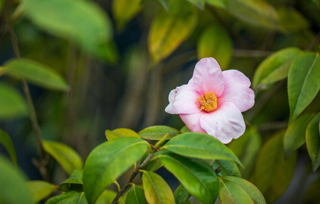 茶花 山茶花 观赏花卉 世界名贵花 花草 花朵