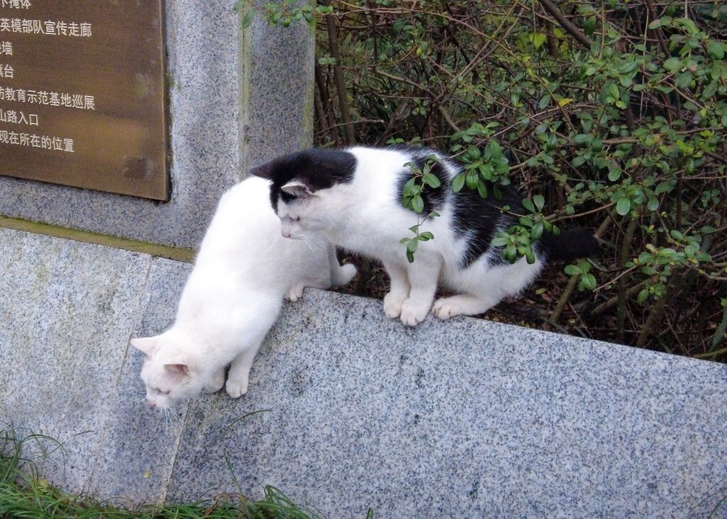 猫猫 喵星人 猫 动物 宠物 摄影 小可爱 喵星人的日常生活 宠物摄影圈子